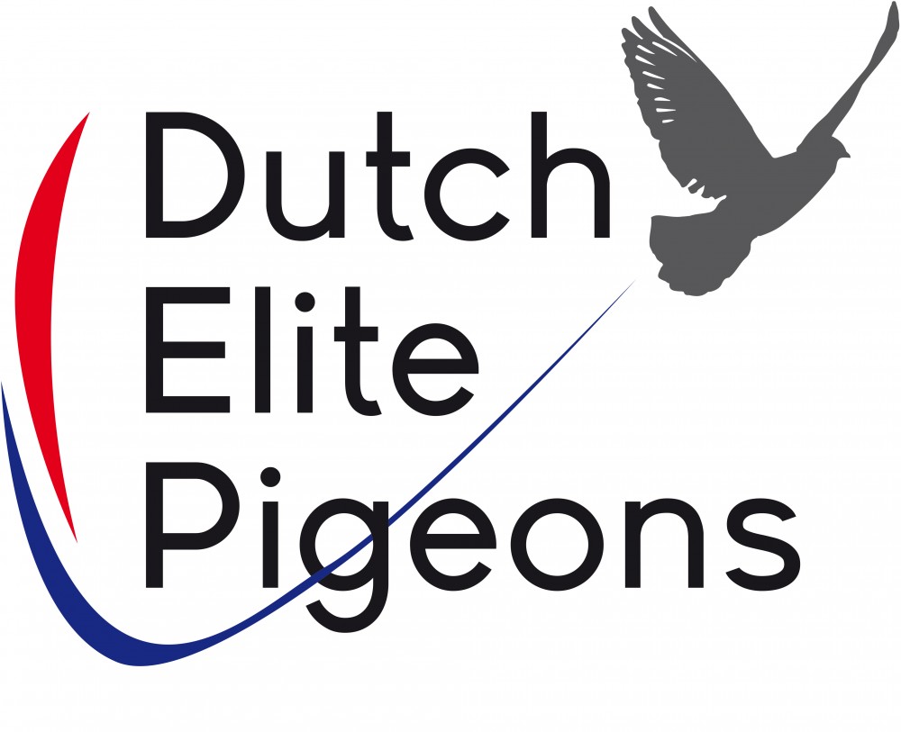 Dutch Elite Pigeons